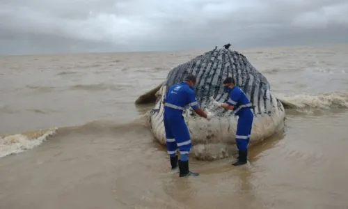 
				
					Baleia jubarte é encontrada encalhada em praia do sul da Bahia
				
				