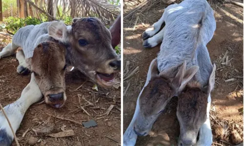 
				
					Bezerra nasce com duas cabeças em cidade do oeste da Bahia
				
				