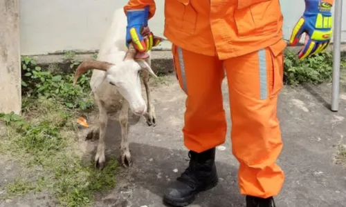 
				
					Bode anda por telhados, foge de bombeiros e é resgatado após 17h na BA
				
				