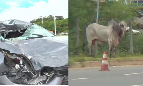 
				
					Boi é atropelado na Avenida Orlando Gomes e foge antes de resgate
				
				