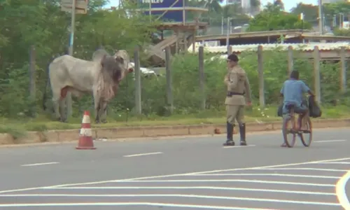 
				
					Boi é atropelado na Avenida Orlando Gomes e foge antes de resgate
				
				