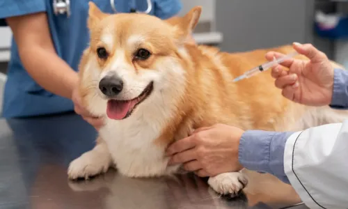 
				
					Campanha de Vacinação Antirrábica em Cães e Gatos segue nesse fim de semana
				
				