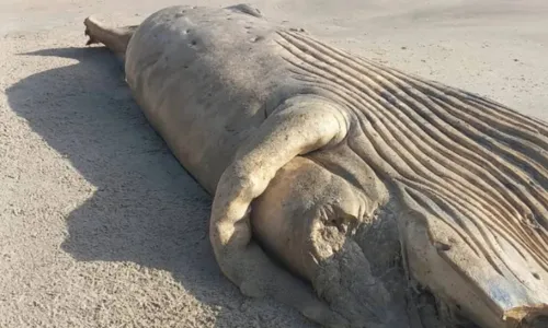 
				
					Carcaça de baleia é encontrada em praia da Bahia; veja imagens
				
				