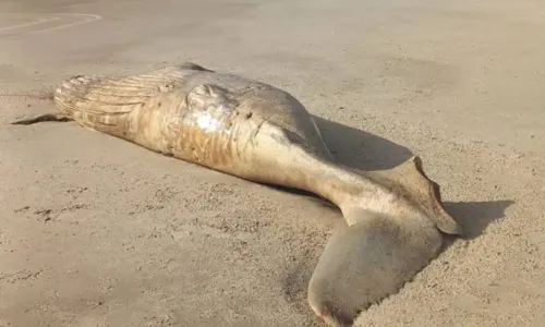 
				
					Carcaça de baleia é encontrada em praia da Bahia; veja imagens
				
				