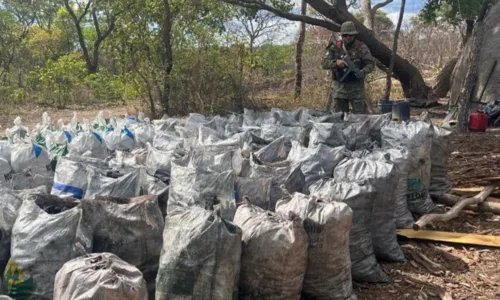 
				
					Cerca de 25 toneladas de carvão vegetal ilegal são apreendidas na BA
				
				