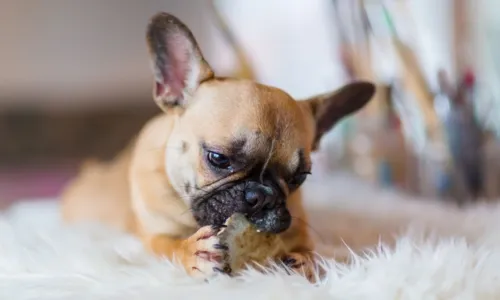 
				
					Chifres e cascos de boi: opções naturais para distrair seu cãozinho
				
				