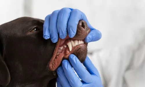 
				
					Clínica veterinária realiza ação em saúde oral para cães e gatos
				
				