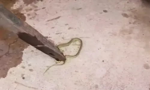 
				
					Cobra é achada em bebedouro de escola após crianças passarem mal na BA
				
				