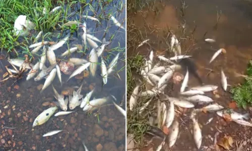 
				
					Dezenas de peixes são encontrados mortos no rio São Francisco
				
				