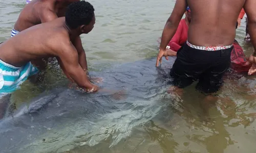 
				
					Filhote de baleia encalha em praia de Itapuã, em Salvador
				
				