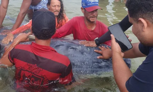 
				
					Filhote de baleia encalha em praia de Itapuã, em Salvador
				
				