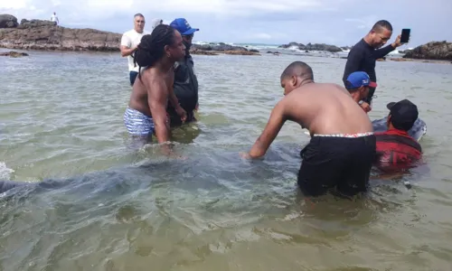 
				
					Filhote de baleia encalha em praia de Itapuã, em Salvador
				
				