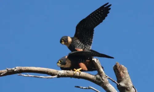 
				
					Fotógrafo faz registros raros de falcões acasalando em área de preservação na BA
				
				