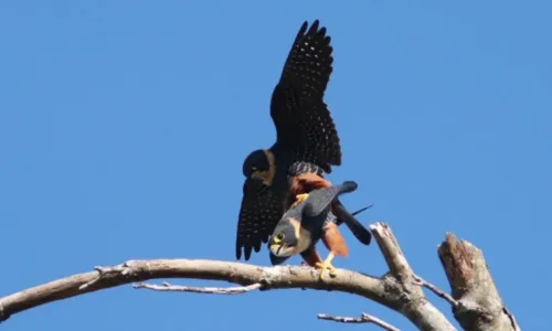 
				
					Fotógrafo faz registros raros de falcões acasalando em área de preservação na BA
				
				