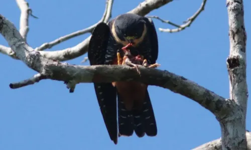 
				
					Fotógrafo faz registros raros de falcões acasalando em área de preservação na BA
				
				