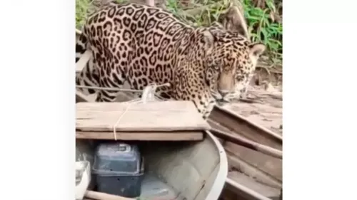 
				
					'Fred, desliga esse barco!': onça fica a 1 m de pescador e rouba peixe
				
				