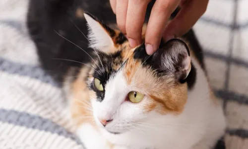 
				
					No dia Internacional do Gato, conheça cafeteria que promove adoção dos felinos
				
				