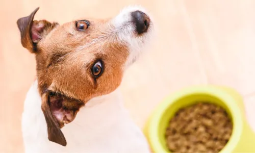 
				
					ONG’s e protetores de pets podem receber ração de graça em Salvador; saiba como
				
				