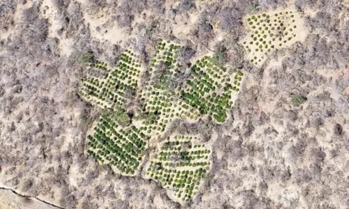 
				
					Operação prende 3 e destrói 130 mil pés de maconha na Bahia
				
				