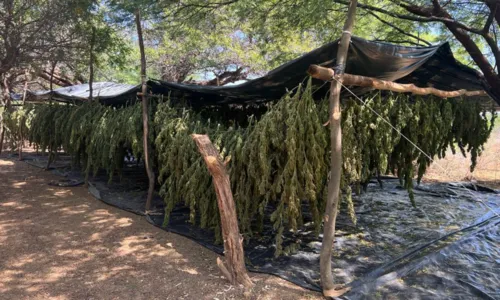 
				
					Operação prende 3 e destrói 130 mil pés de maconha na Bahia
				
				