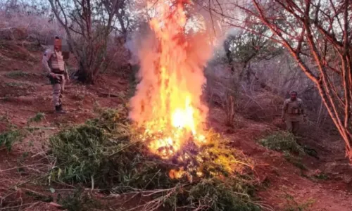 
				
					Plantação de 4 mil pés de maconha é destruída pela polícia na Bahia
				
				