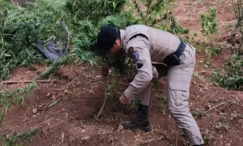 
				
					Plantação de 4 mil pés de maconha é destruída pela polícia na Bahia
				
				