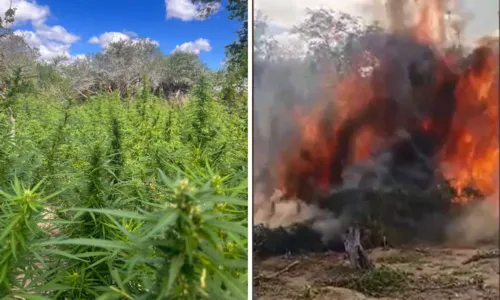 
				
					Plantação de maconha com mais de 60.000 pés é destruída por policiais na BA
				
				