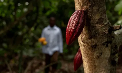 
				
					Preço do cacau baiano bate recorde no mercado estadual e internacional
				
				