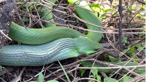 
				
					Rã geme alto ao ser capturada e engolida viva por cobra verde
				
				