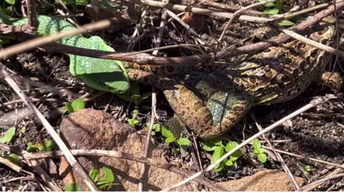 
				
					Rã geme alto ao ser capturada e engolida viva por cobra verde
				
				