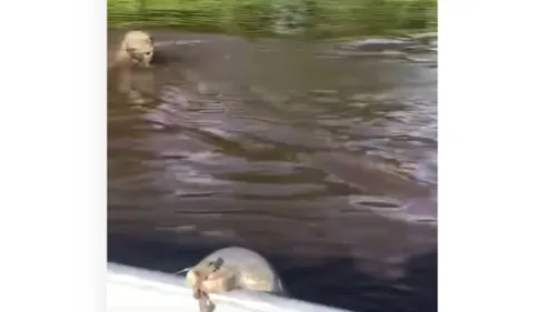 
				
					'Sai pra lá!': onça ataca barco de pescadores curiosos
				
				