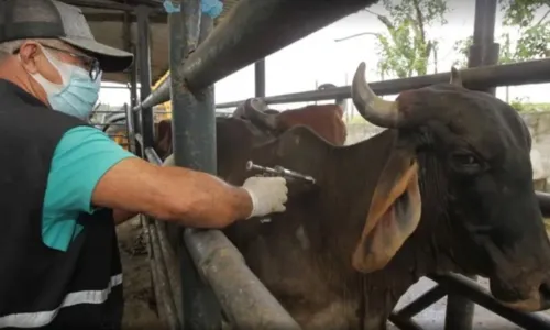 
				
					Segunda etapa de vacinação contra a Febre Aftosa acontece até o dia 30
				
				