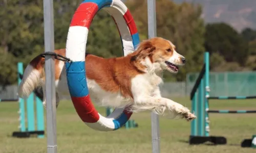 
				
					Shopping de Salvador recebe competição de esporte canino; confira
				
				