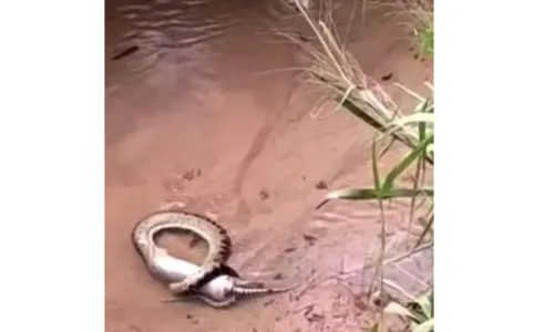 
				
					Tatu dorme no ponto e vira refeição de sucuri em vídeo inédito
				
				