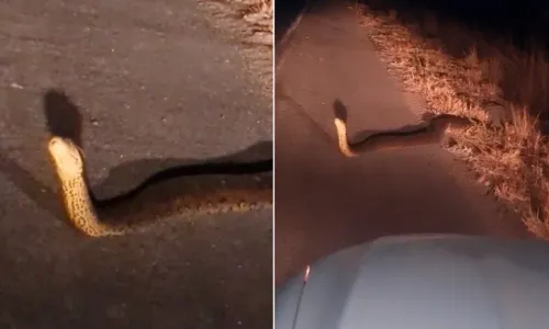 
				
					Vídeo mostra sucuri em rodovia para escapar de queimada na Bahia
				
				