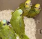 
                  Ação prende dois suspeitos e resgata 46 aves silvestres na Bahia