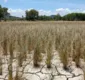 
                  Bahia tem 123 cidades em situação de emergência por causa da seca