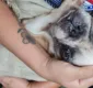 
                  Bulldog abandonado é resgatado em apartamento no Garcia