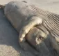 
                  Carcaça de baleia é encontrada em praia da Bahia; veja imagens