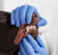 
                  Clínica veterinária realiza ação em saúde oral para cães e gatos