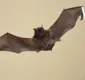 
                  Feira de Santana confirma segundo caso de raiva em morcego