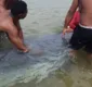 
                  Filhote de baleia encalha em praia de Itapuã, em Salvador