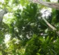 
                  Governo lança plano de preservação de árvores em extinção na Bahia