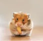 
                  Hamsters: conheça as principais características dos roedores