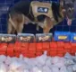 
                  Quase 100kg de drogas são achadas enterradas em mata na Bahia