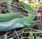
                  Rã geme alto ao ser capturada e engolida viva por cobra verde