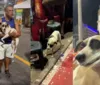 Cachorro é resgatado em circuito do carnaval de Salvador; veja