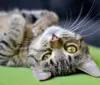 Conheça as doenças mais comuns e dicas para a saúde dos felinos