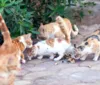Vacina V4 para gatos será aplicada gratuitamente em Salvador