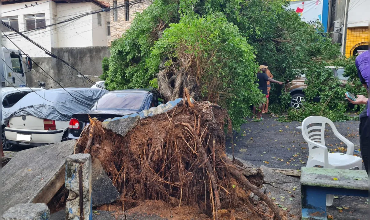 Árvore de grande porte cai em cima de 4 veículos em Amaralia, Salvador